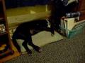 Buster Twitching in Sleep