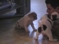 Antiguo Bulldog Inglés video