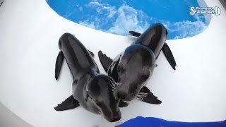 次の動画へ