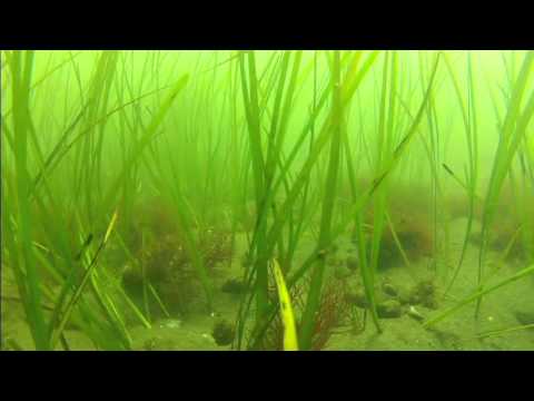 how to control eelgrass