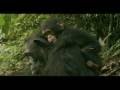 Chimpanzee Mother and Child
