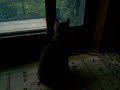 Hanako watching !