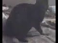 My Cat - Asa Tsuka no Aida no Yasuragi