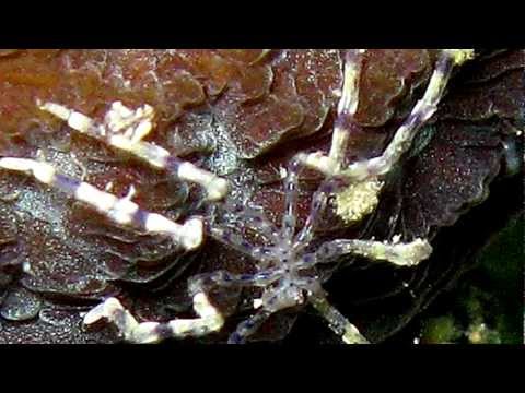 Sea Spiders — no change over 160 million years