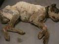 The American Pitbull terrier,an American Hero