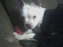 MY LITTLE BOSTON TERRIER ISN'T SO LITTLE ANY MORE
