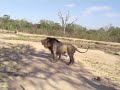 Lions Roaring