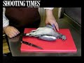 how to breast a pigeon: shooting times