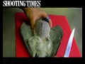 How to breast a pigeon: Shooting Times