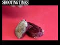 how to breast a pigeon: shooting times
