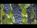 Antonio Más :: Finca Propia