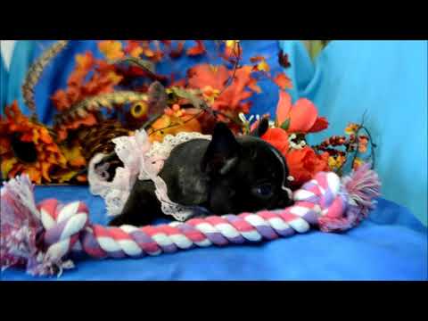 Nikki AKC Black Brindle French Bulldog Puppy for sale.