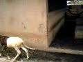 triage des animaux