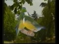 Naturaves - Diamante de Gould.avi