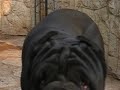 giotto di Saroma (2 anni)