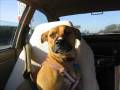 videos de beach day with bug