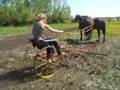horse farming Neil Dimmock