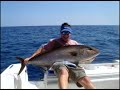 Amberjack Attack Amberjack Attack