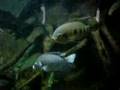african cichlids ( Oreochromis and Tilapia) and other fish