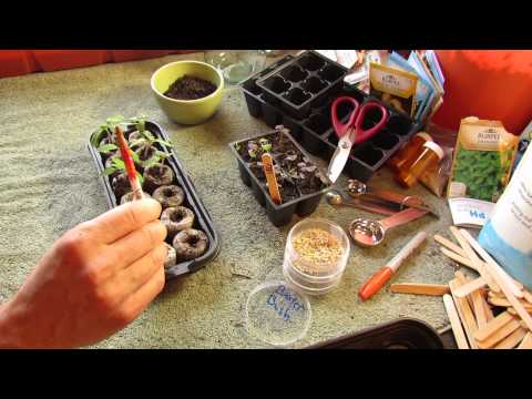 how to transplant jiffy pellets