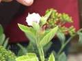 Medicinal Plants