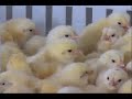 La Carne es Débil
