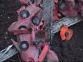 Discovering Glossop Aircraft Wreck: Superfortress RB-29A