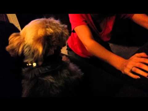 how to drain energy from dog
