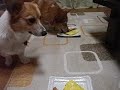 クルタがっつく。