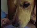 TOMAS RIENDOSE A CARCAJADAS
