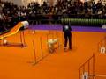 KIRA en una Exhibicio d'Agility (12.10.08)