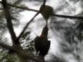 キバシショウビンの空中ブランコ給餌(papua New Guinea)