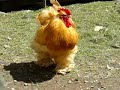 Buff Cochin Rooster (Large Fowl)