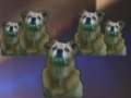 Buddy the Dog \"rotti\" introduces The Tara Five singing Blam Buddy the Dog \"rotti\" introduces The Tara Five singing Blam