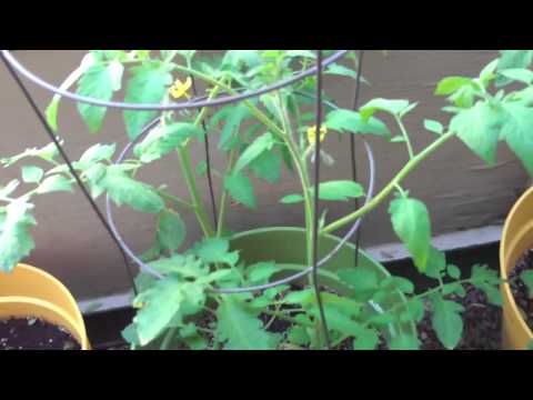 Gardening In Containers On A Deck | PubWages