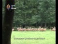 Belevenissen van het Edelhert