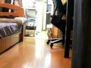 Chat Ninja Cat - Slow Motion