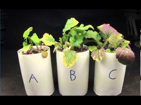 how to fertilize turnips