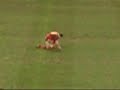Wales Vs New Zealand