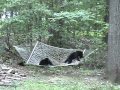Bear Cubs Playing On Hammock - animals, bears, cubs, falling, hammock, playing