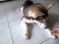 Koyuki perform tricks