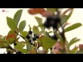 Früchtchen aus Sachsen - Aronia-Produzenten verweisen auf Inhaltsstoffe