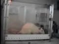 Nível Operante Nível Operante
