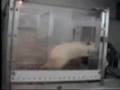 Nível Operante