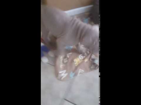Chowder the neapolitan mastiff puppy