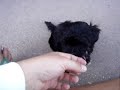 Our Morkie...Charlie