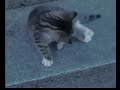 Petz
