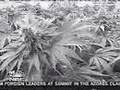 Hydro High Grade Marijauna BC Bud / dCollinsMixing Music