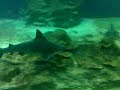 acuario guadalajara 1
