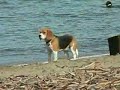 Regal Beagle Regal Beagle
